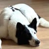 Solon will endlich ankommen!