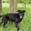 Der zauberhafte Hans sucht ein Zuhause!