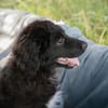 Roko großes Herz auf vier Pfoten sucht sein Zuhause!