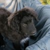 Roko großes Herz auf vier Pfoten sucht sein Zuhause!