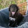 Roko großes Herz auf vier Pfoten sucht sein Zuhause!