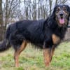 Arko