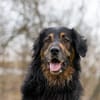 Arko