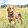 Giotto  sensibler Jagdhund sucht Menschen mit Herz und G