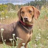Giotto  sensibler Jagdhund sucht Menschen mit Herz und G