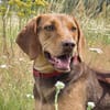 Giotto  sensibler Jagdhund sucht Menschen mit Herz und G