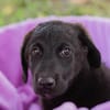 Tilly großes Herz auf vier Pfoten sucht ihr Zuhause!