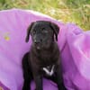 Tilly großes Herz auf vier Pfoten sucht ihr Zuhause!