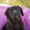 Tilly großes Herz auf vier Pfoten sucht ihr Zuhause!