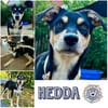 HEDDA * bildhübsches fröhliches Welpenmädchen