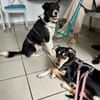 RAMON * glücklicher unkomplizierter Lieblingshund