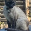 Yoki eine Bilderbuchkatze in Bayern