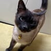 Yoki eine Bilderbuchkatze in Bayern