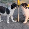 Vidar, kleiner Hundemann auf der Suche