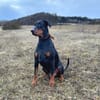 Enzo -liebt es zu kuscheln,ist verspielt