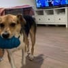 Zuhause gesucht für Samu