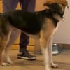 Zuhause gesucht für Samu