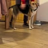 Zuhause gesucht für Samu