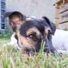 Dickköpfiger und verschmuster Tyson wartet in 56729 Nachtshe