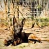 Mali sucht das richtige Zuhause mit Erfa