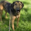 Toni - Charmanter Rüde sucht Zuhause