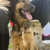 Toni - Charmanter Rüde sucht Zuhause