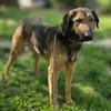 Toni - Charmanter Rüde sucht Zuhause