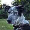 Daizy - wartet in 65812 Bad Soden auf Ihren Besuch