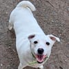 Snow sucht weltbestes Zuhause- Familienhund