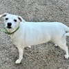 Snow sucht weltbestes Zuhause- Familienhund