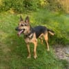 Gwen - ist sehr aktiv&intelligent