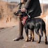 Foxy-Charakterhund sucht klare Führung