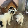 BOB - Kleiner Herzensbrecher sucht Dich!
