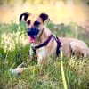 Umar (zur Pflege in 65346 Eltville am R)