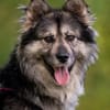Wuschelige FREYA sucht ein Zuhause