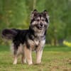 Wuschelige FREYA sucht ein Zuhause