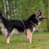 Wuschelige FREYA sucht ein Zuhause