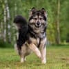 Wuschelige FREYA sucht ein Zuhause