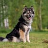 Wuschelige FREYA sucht ein Zuhause