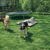 Joram sucht sein Zuhause