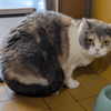 PEPITA A17487
