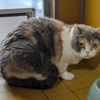 PEPITA A17487