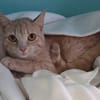 Abricot reservée