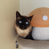 HERMES FIV+