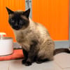 HERMES FIV+