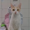 Zazou