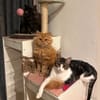 ARES et NOAA