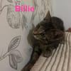 BILLIE   A réserver