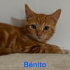 BENITO  A réserver