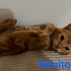 BENITO  A réserver